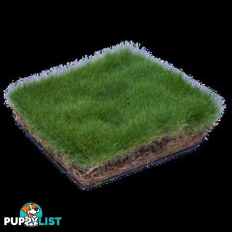 6 x Trays Zoysia Tenuifolia (350mm x 295mm) $205.00 (QLD Only)