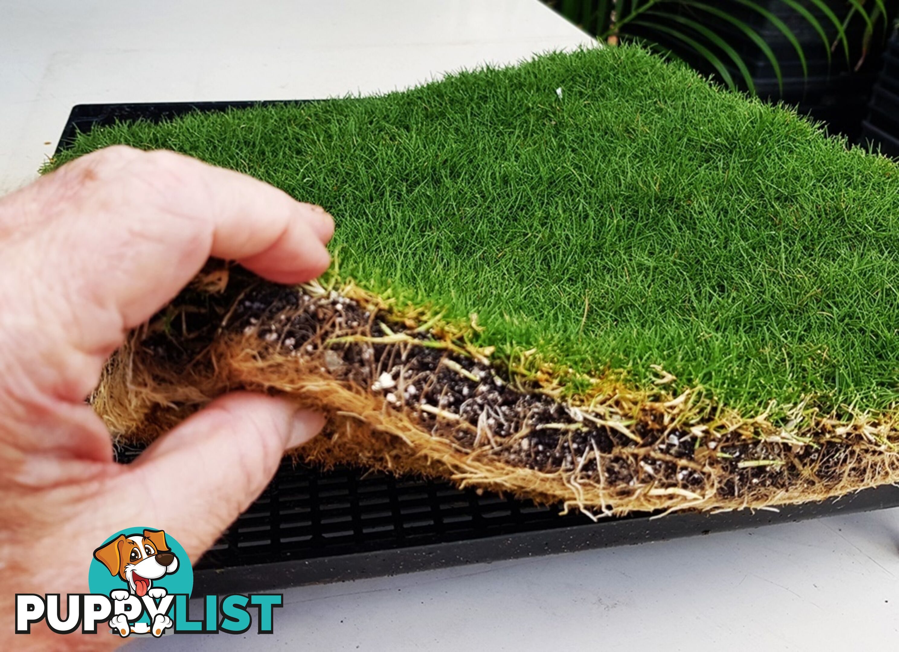 6 x Trays Zoysia Tenuifolia (350mm x 295mm) $205.00 (QLD Only)