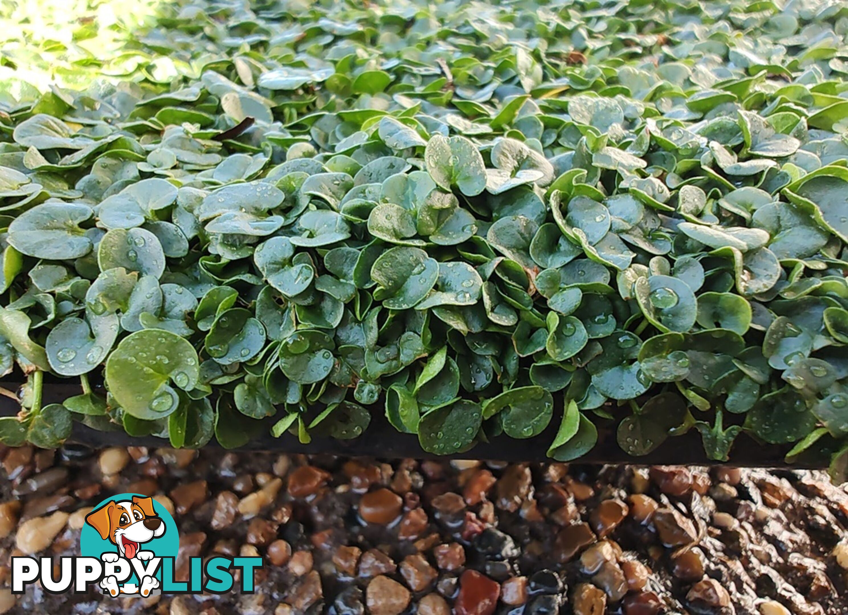 Dichondra Repens Tiny (PBR) - Living Mulch or No Mow Lawn Free Postage