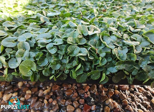 Dichondra Repens Tiny (PBR) - Living Mulch or No Mow Lawn Free Postage