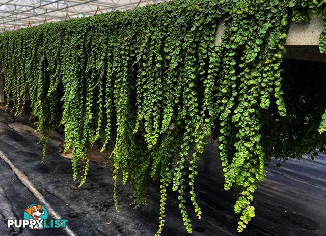 Dichondra Repens Tiny (PBR) - Living Mulch or No Mow Lawn Free Postage