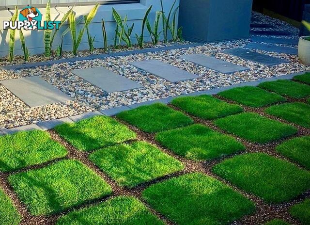 Trays of Zoysia Tenuifolia $49.00 Free Express Delivery.