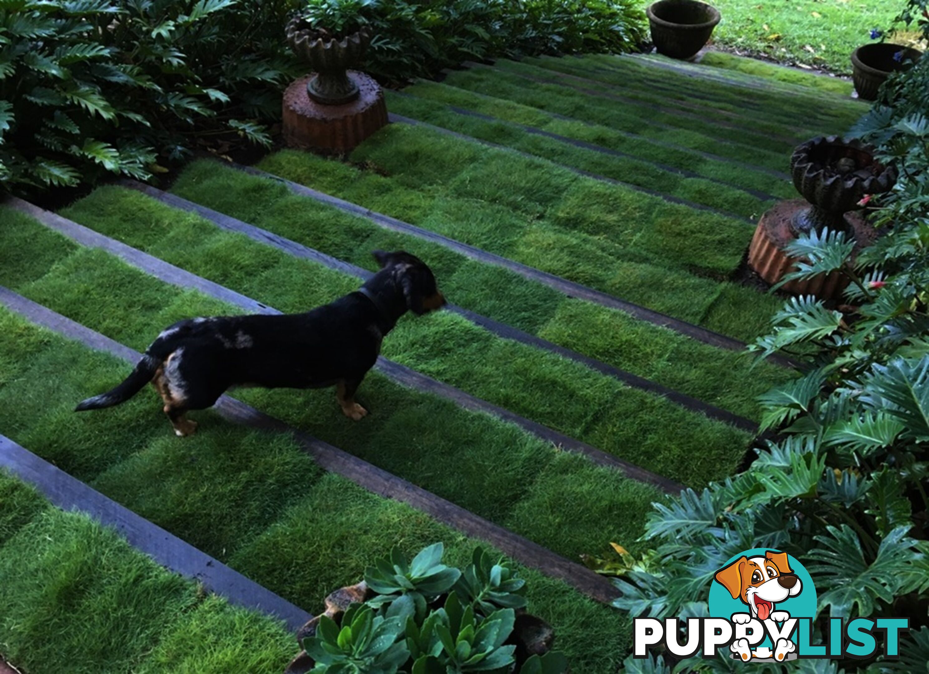 Trays of Zoysia Tenuifolia $49.00 Free Express Delivery.