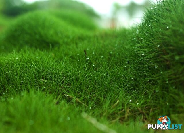 Trays of Zoysia Tenuifolia $49.00 Free Express Delivery.