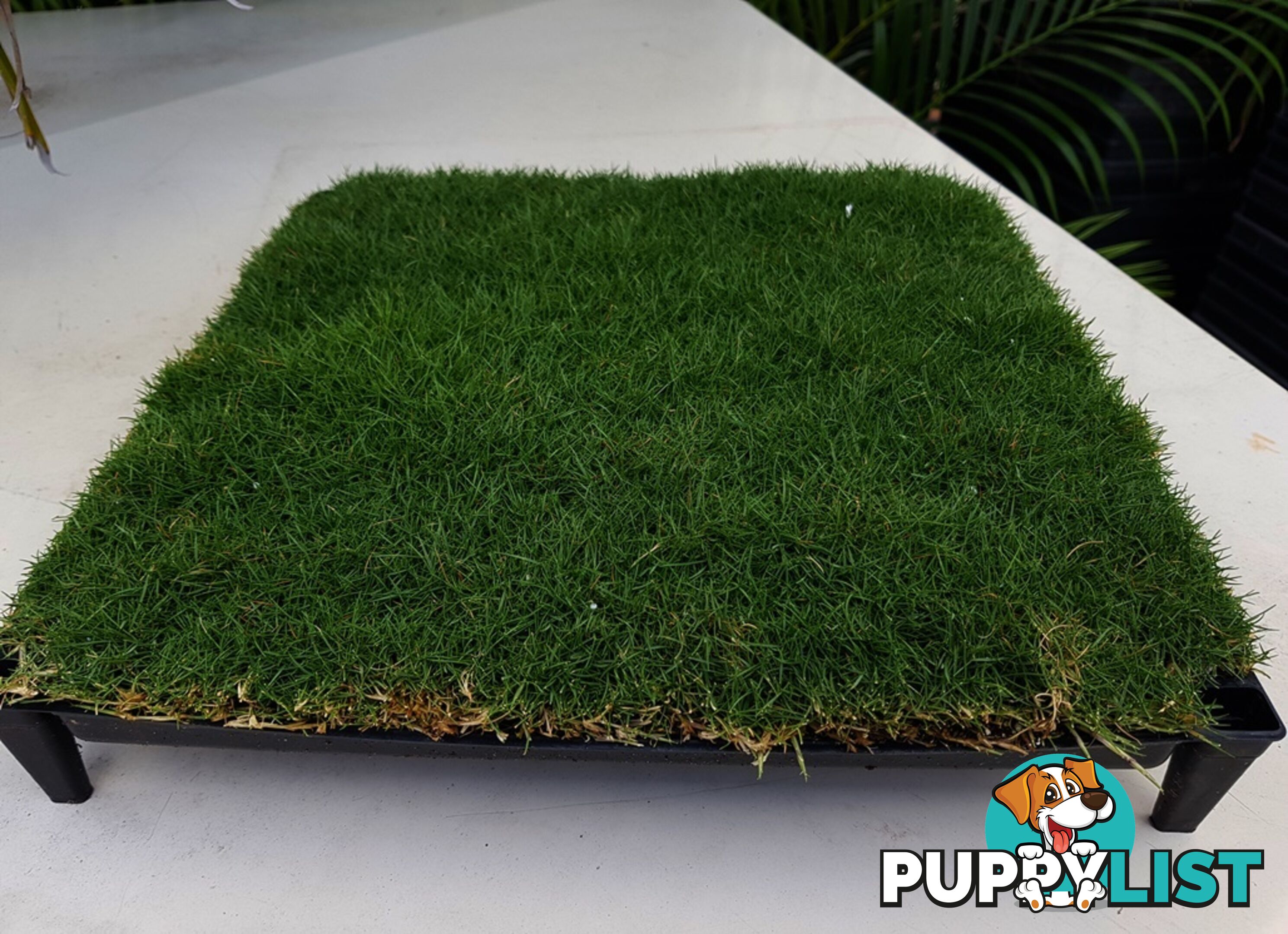 Trays of Zoysia Tenuifolia $49.00 Free Express Delivery.