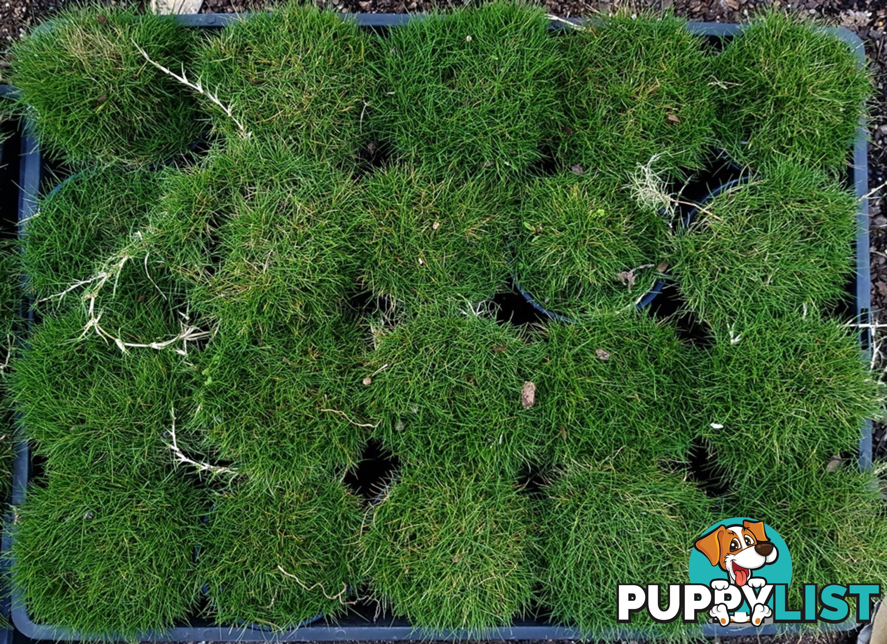 10 x 100mm Pots Zoysia Tenuifolia $89.00 (QLD Only) - Free Express Delivery