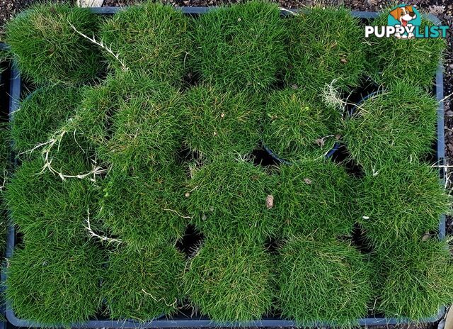 10 x 100mm Pots Zoysia Tenuifolia $89.00 (QLD Only) - Free Express Delivery