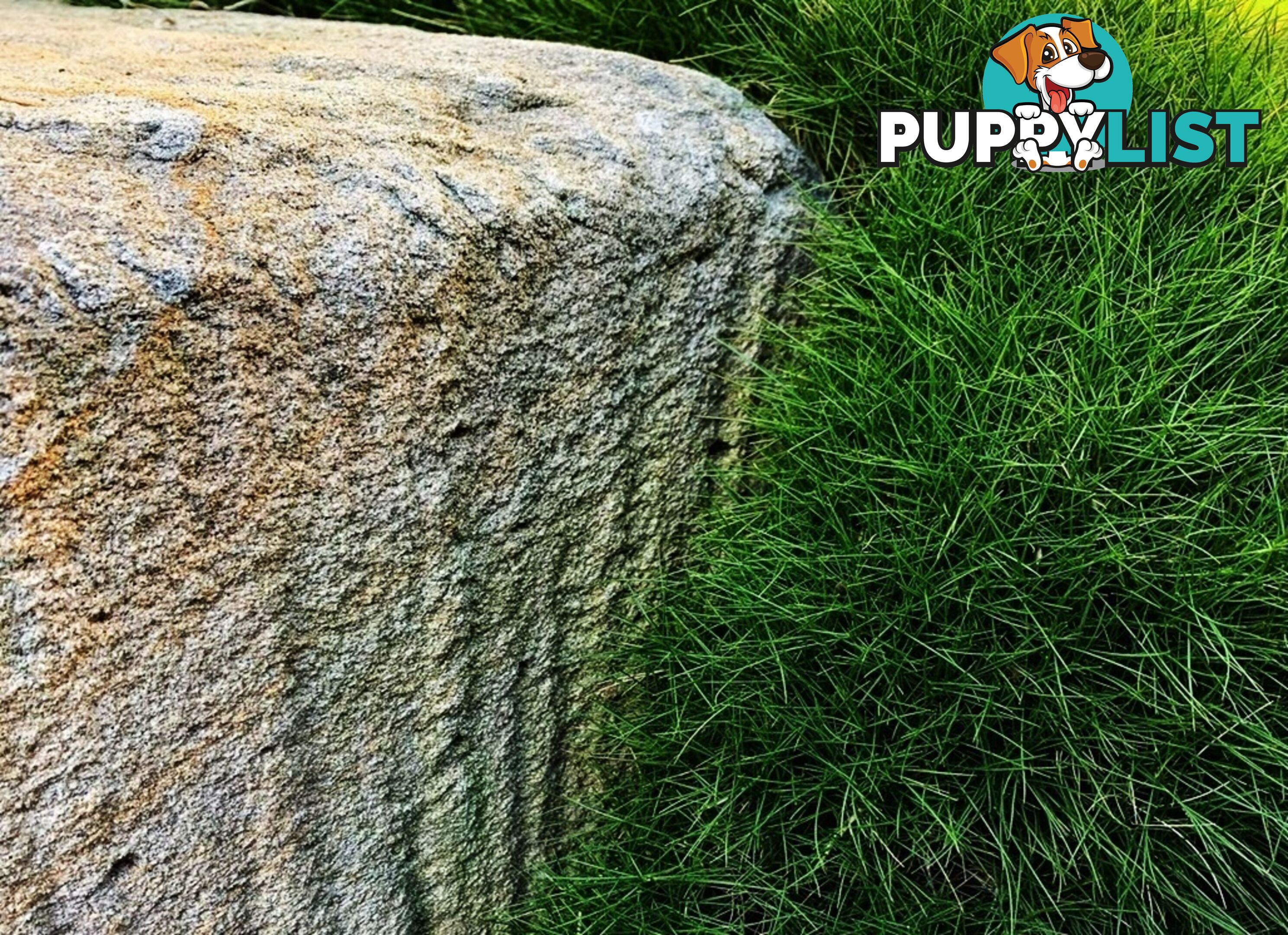 10 x 100mm Pots Zoysia Tenuifolia $89.00 (QLD Only) - Free Express Delivery