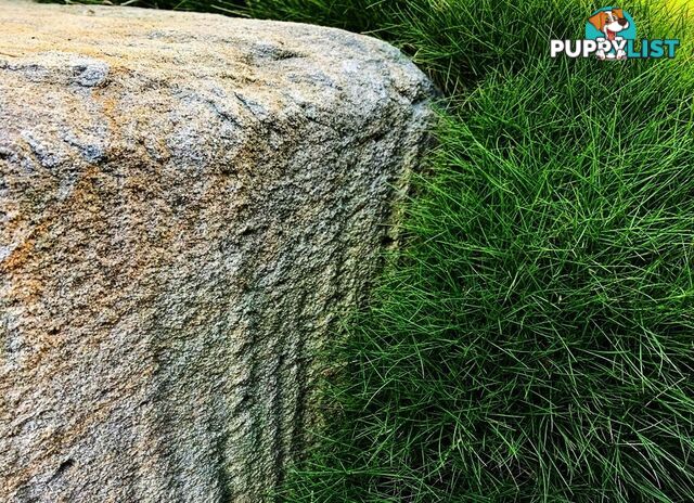 10 x 100mm Pots Zoysia Tenuifolia $89.00 (QLD Only) - Free Express Delivery