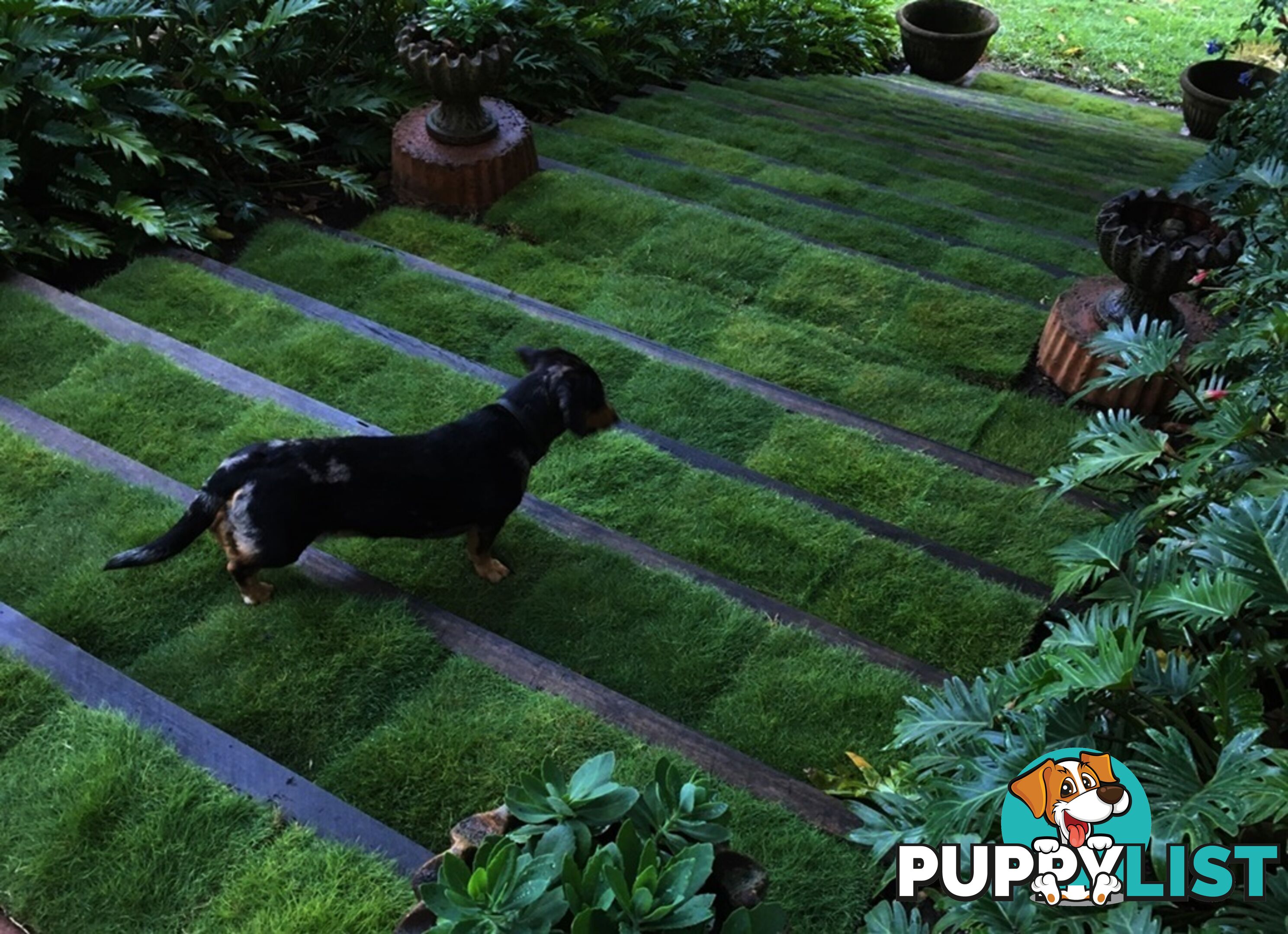 10 x 100mm Pots Zoysia Tenuifolia $89.00 (QLD Only) - Free Express Delivery