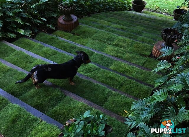 10 x 100mm Pots Zoysia Tenuifolia $89.00 (QLD Only) - Free Express Delivery