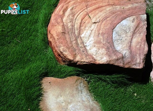 10 x 100mm Pots Zoysia Tenuifolia $89.00 (QLD Only) - Free Express Delivery