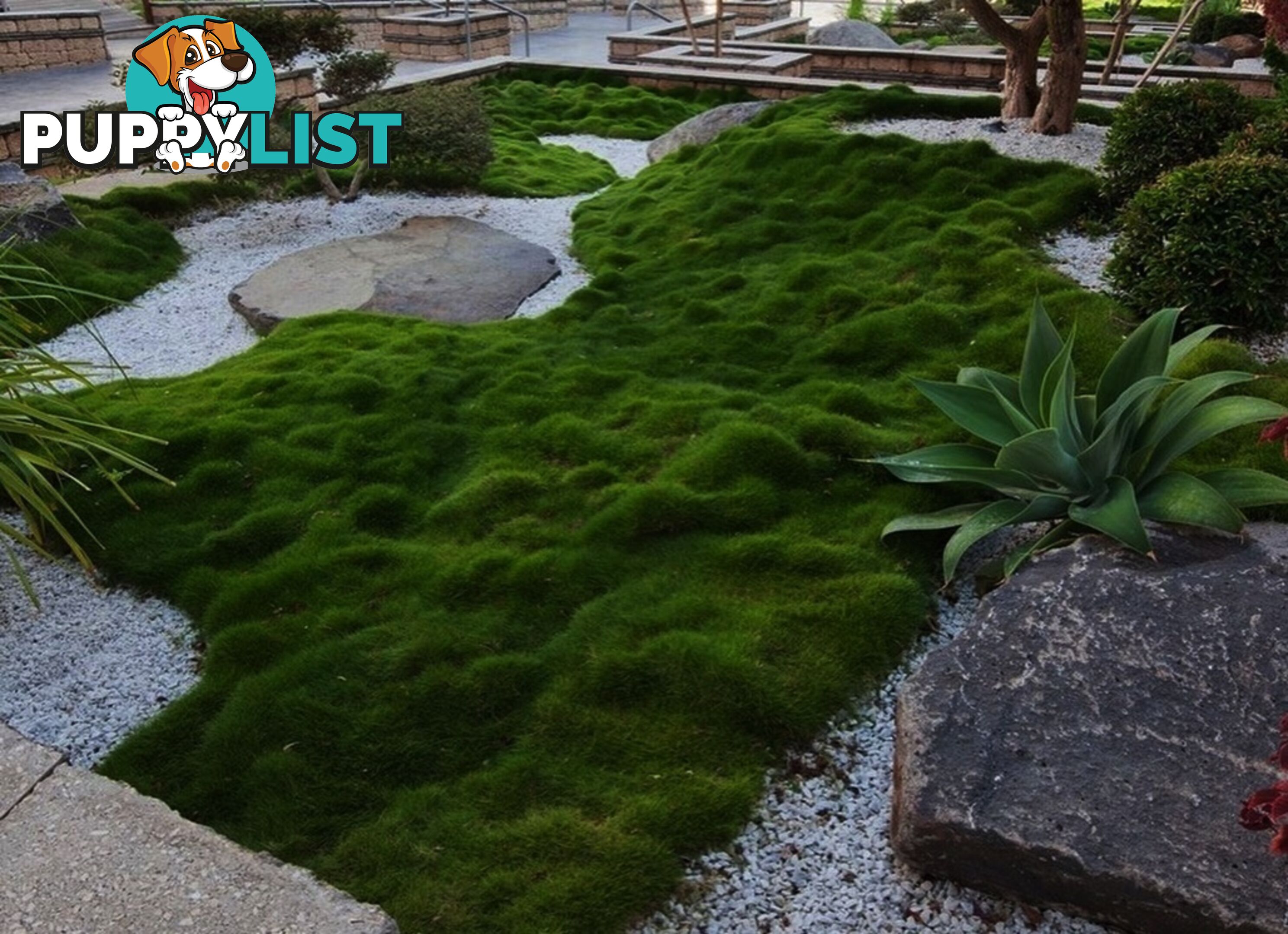 10 x 100mm Pots Zoysia Tenuifolia $89.00 (QLD Only) - Free Express Delivery