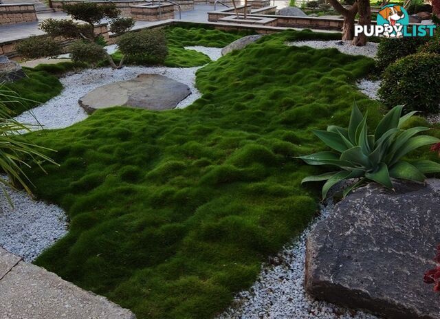 10 x 100mm Pots Zoysia Tenuifolia $89.00 (QLD Only) - Free Express Delivery