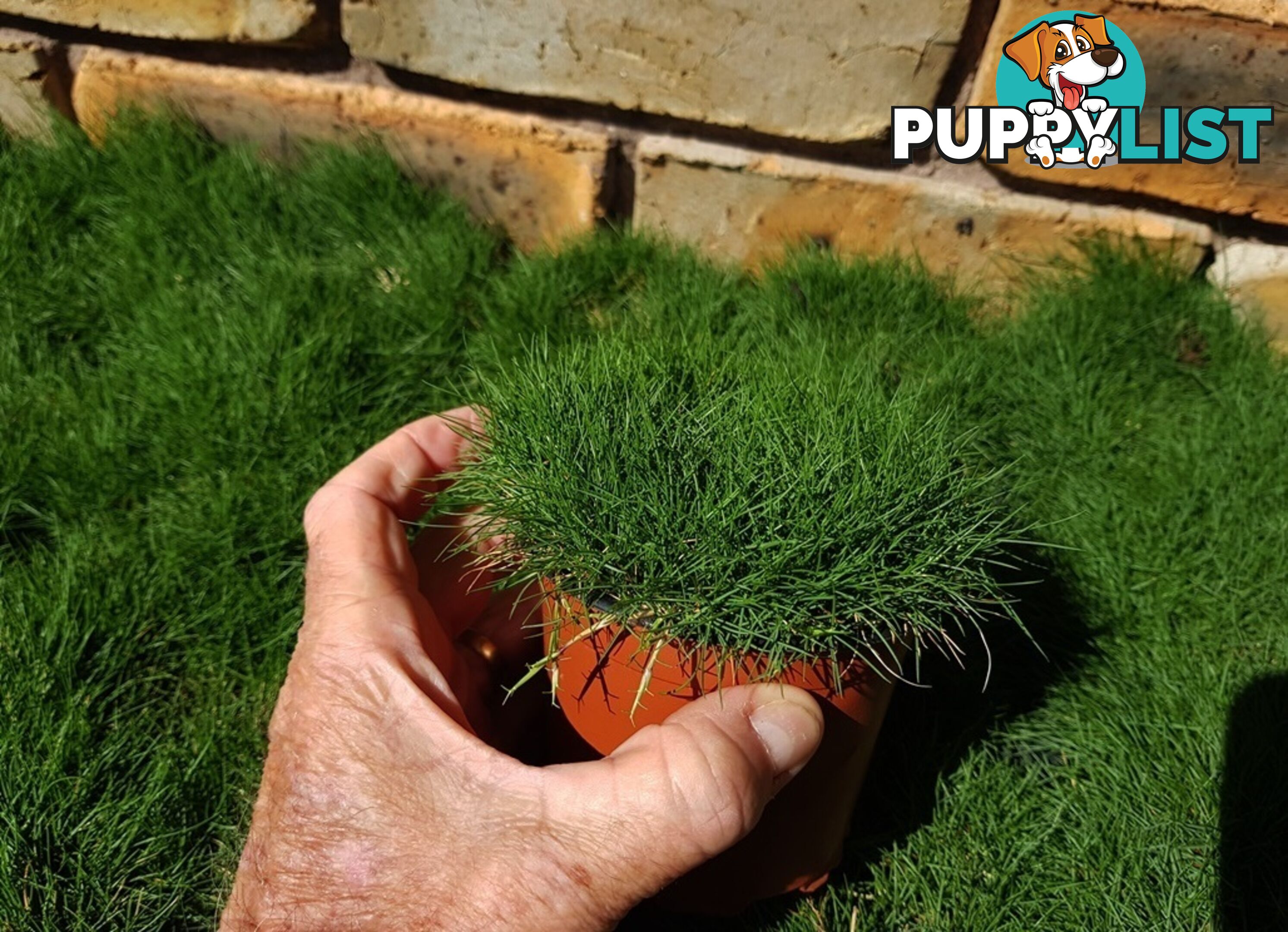 10 x 100mm Pots Zoysia Tenuifolia $89.00 (QLD Only) - Free Express Delivery