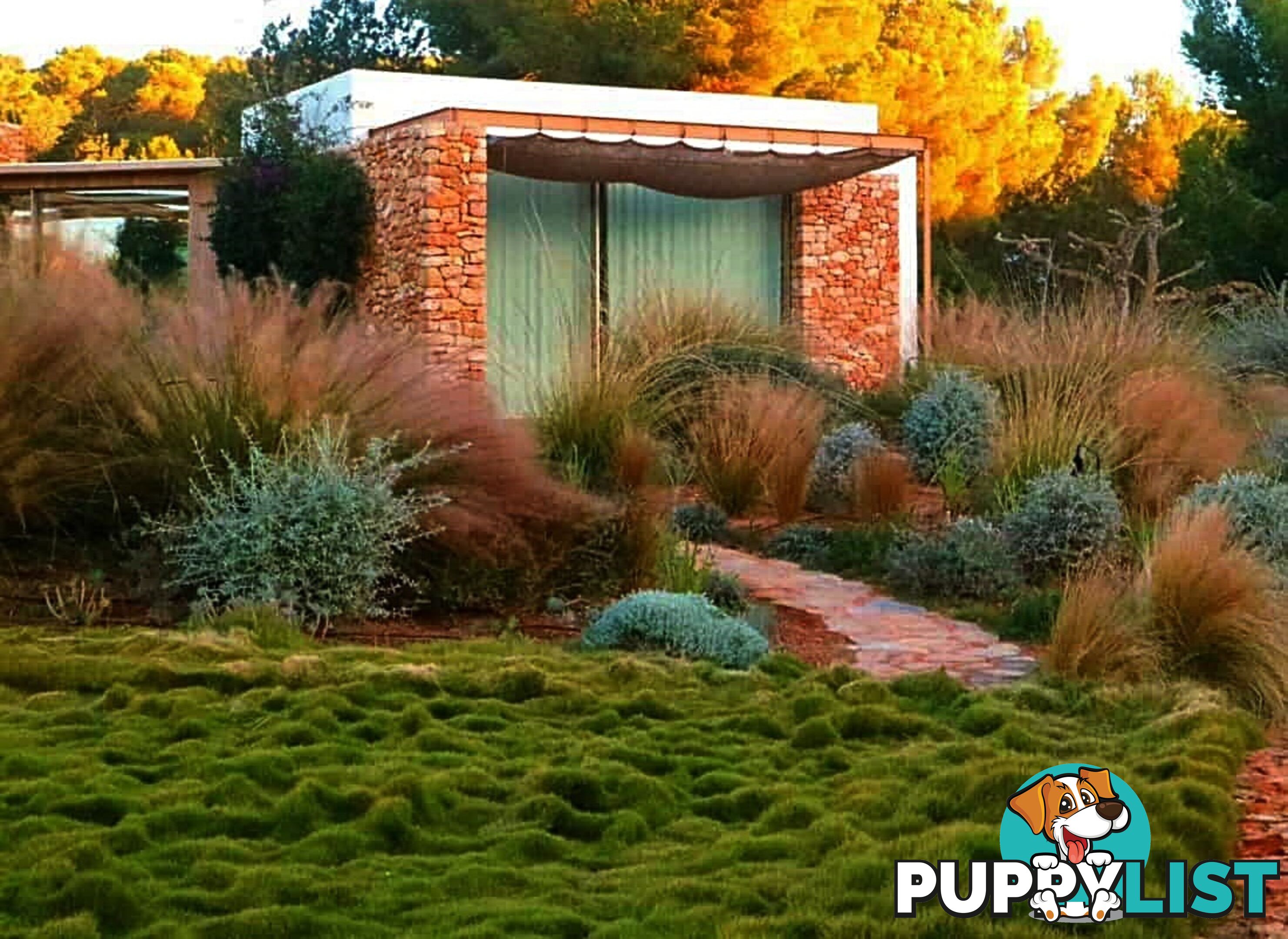 10 x 100mm Pots Zoysia Tenuifolia $89.00 (QLD Only) - Free Express Delivery