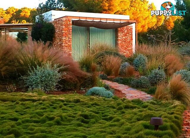 10 x 100mm Pots Zoysia Tenuifolia $89.00 (QLD Only) - Free Express Delivery