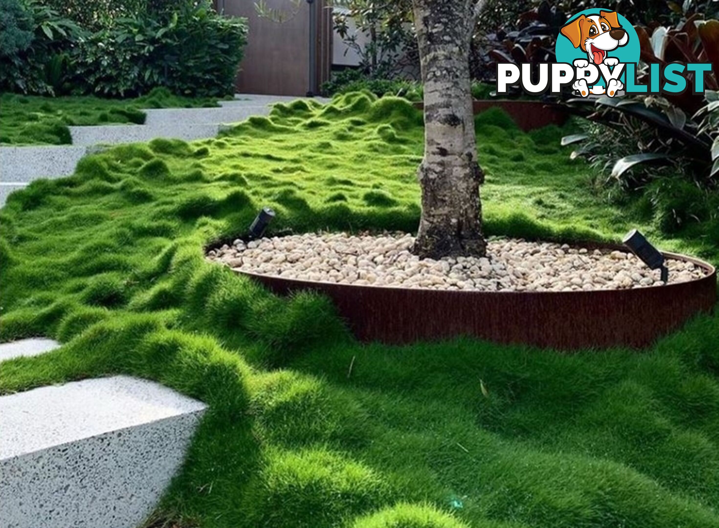 10 x 100mm Pots Zoysia Tenuifolia $89.00 (QLD Only) - Free Express Delivery