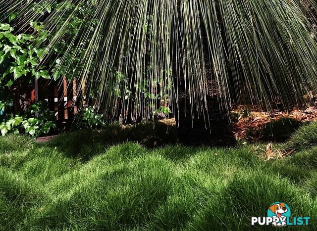 10 x 100mm Pots Zoysia Tenuifolia $89.00 (QLD Only) - Free Express Delivery