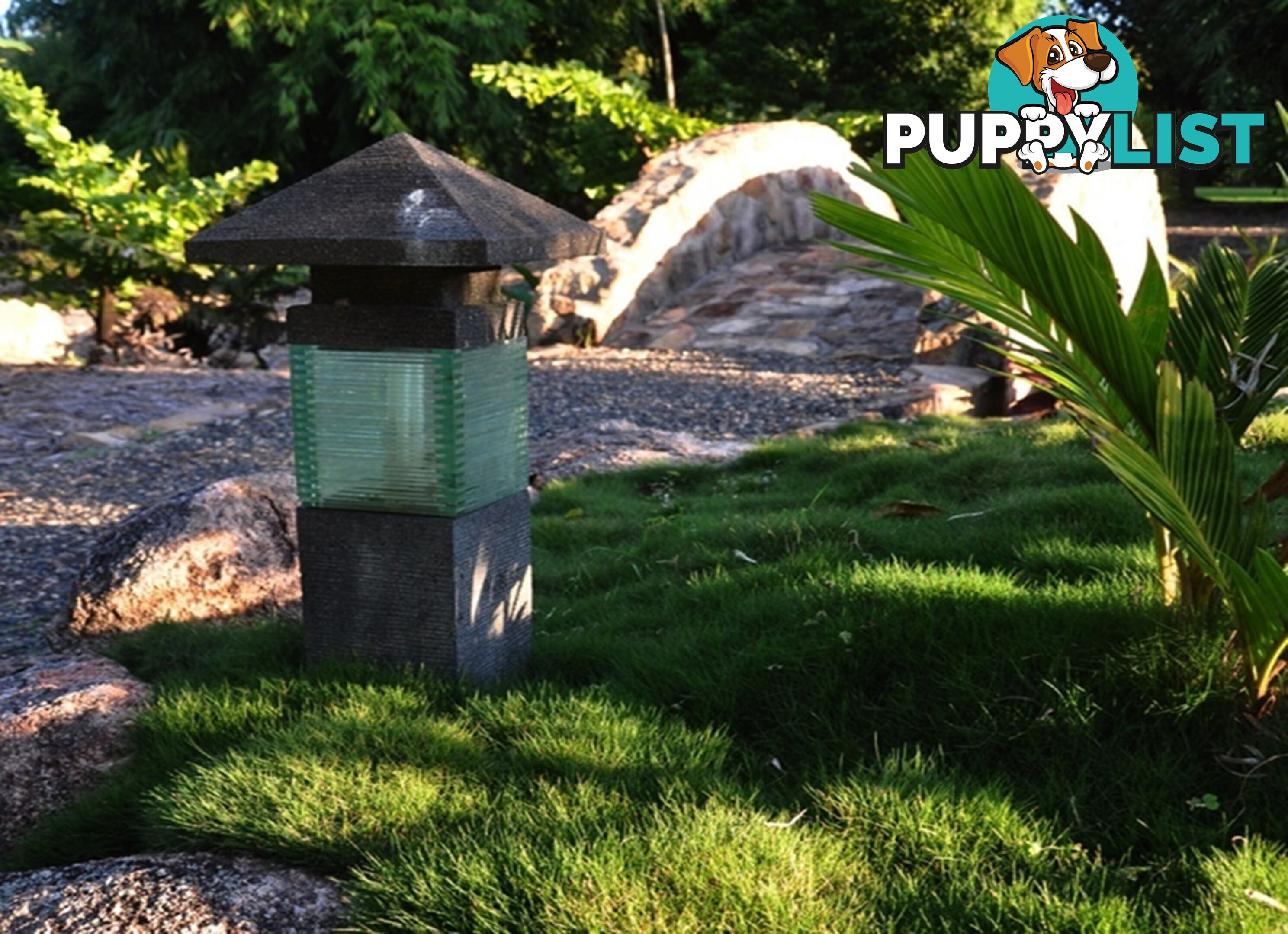 10 x 100mm Pots Zoysia Tenuifolia $89.00 (QLD Only) - Free Express Delivery