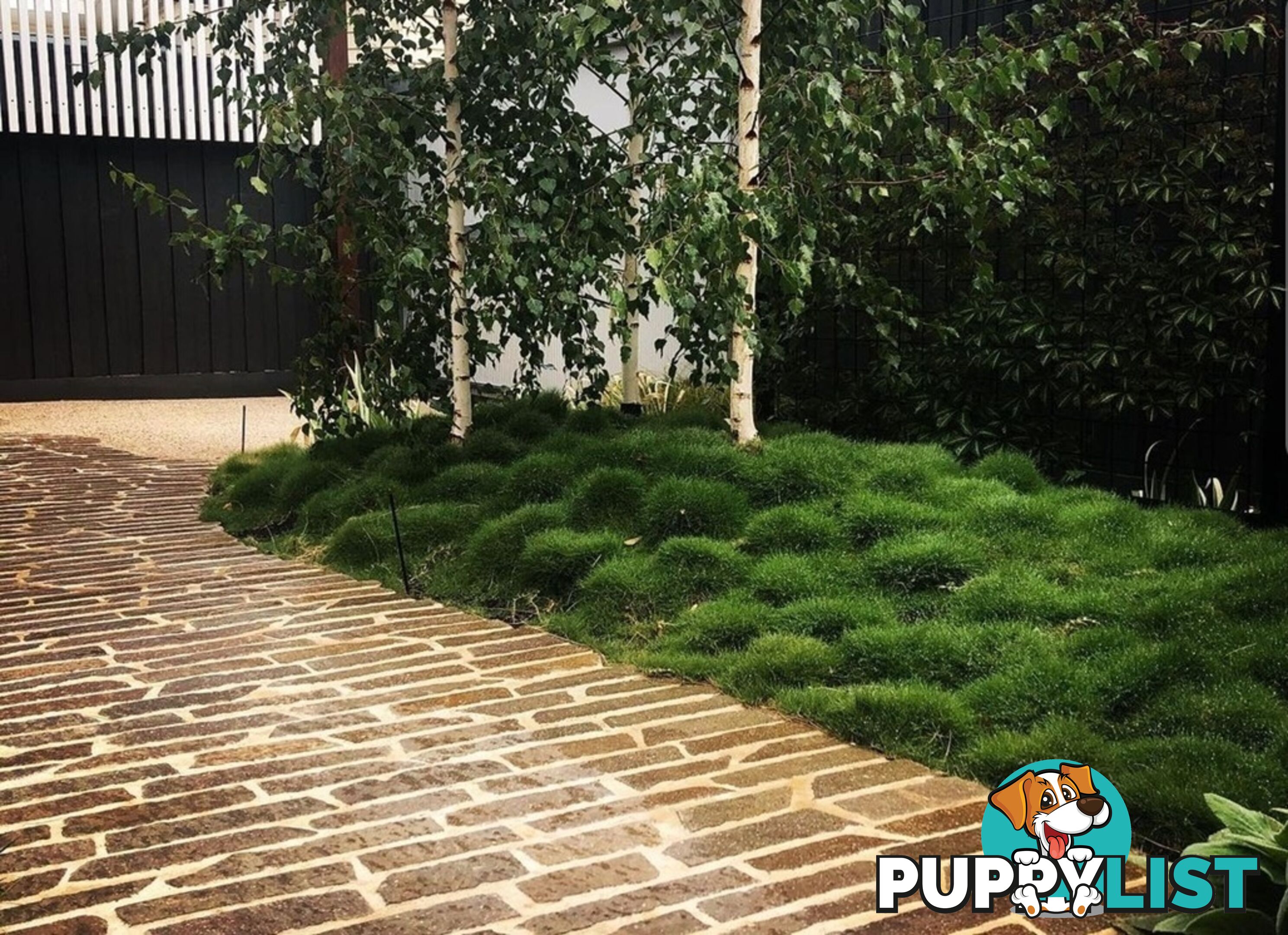 10 x 100mm Pots Zoysia Tenuifolia $89.00 (QLD Only) - Free Express Delivery