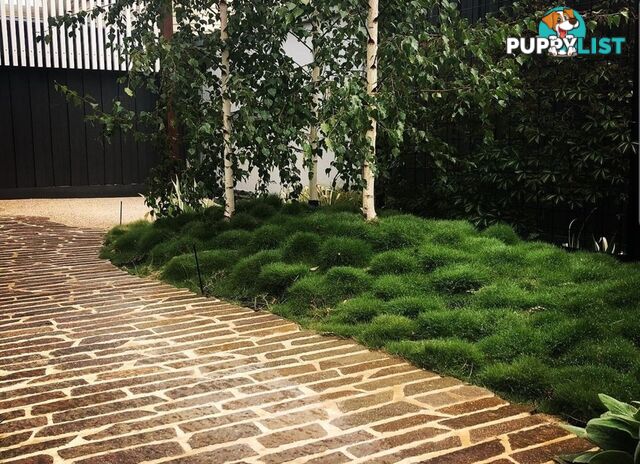10 x 100mm Pots Zoysia Tenuifolia $89.00 (QLD Only) - Free Express Delivery
