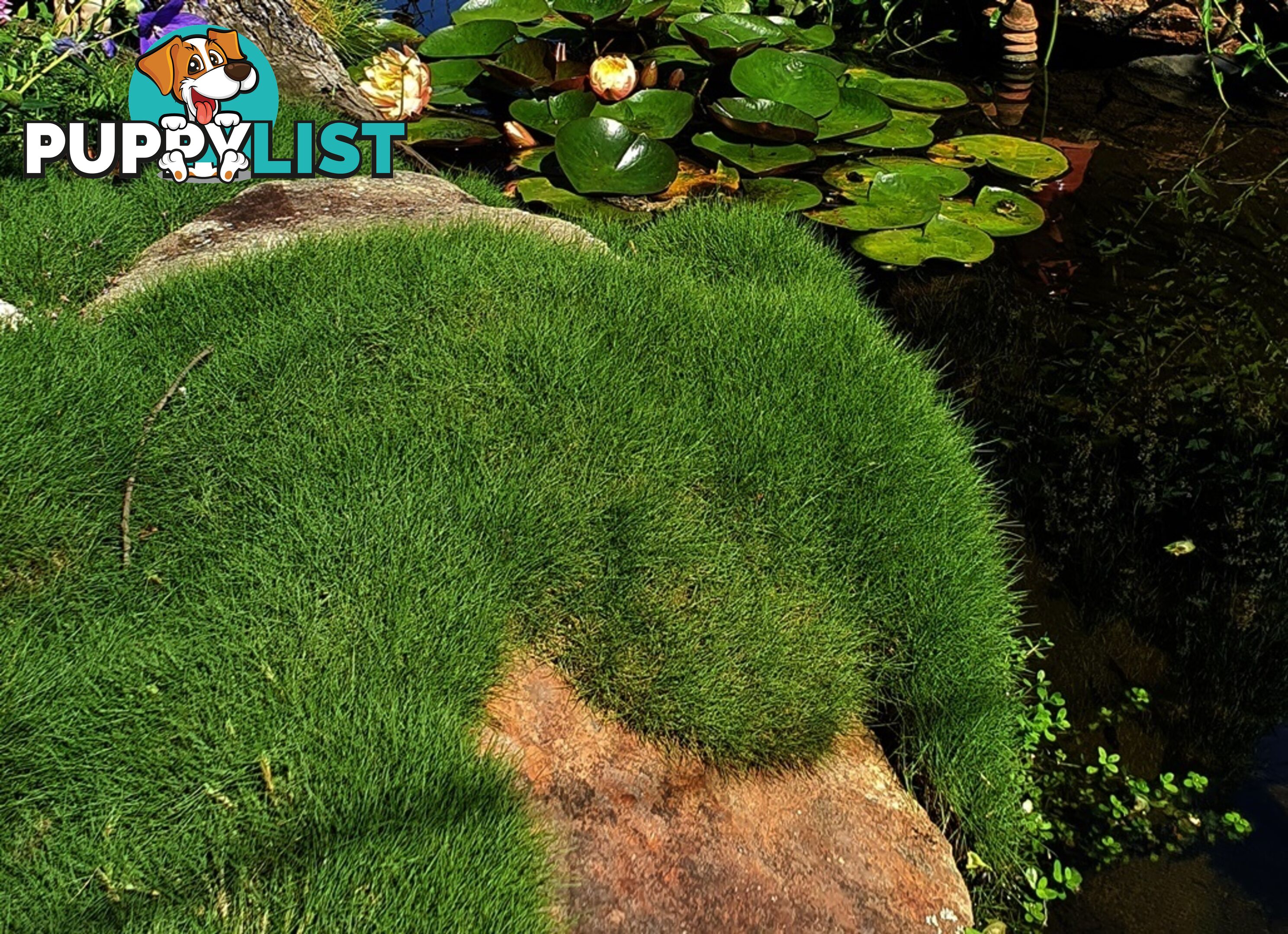 10 x 100mm Pots Zoysia Tenuifolia $89.00 (QLD Only) - Free Express Delivery