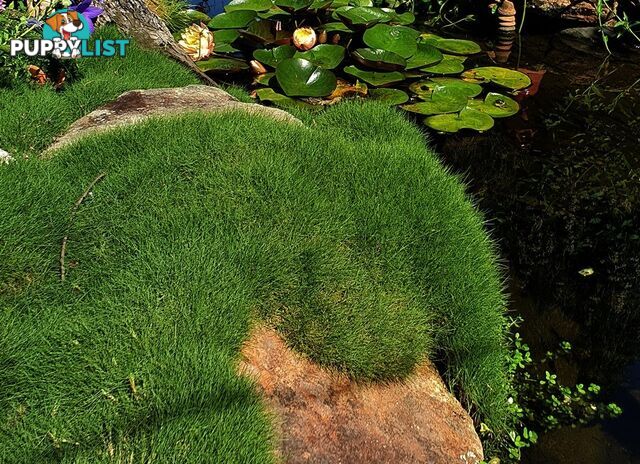 10 x 100mm Pots Zoysia Tenuifolia $89.00 (QLD Only) - Free Express Delivery