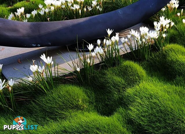 10 x 100mm Pots Zoysia Tenuifolia $89.00 (QLD Only) - Free Express Delivery