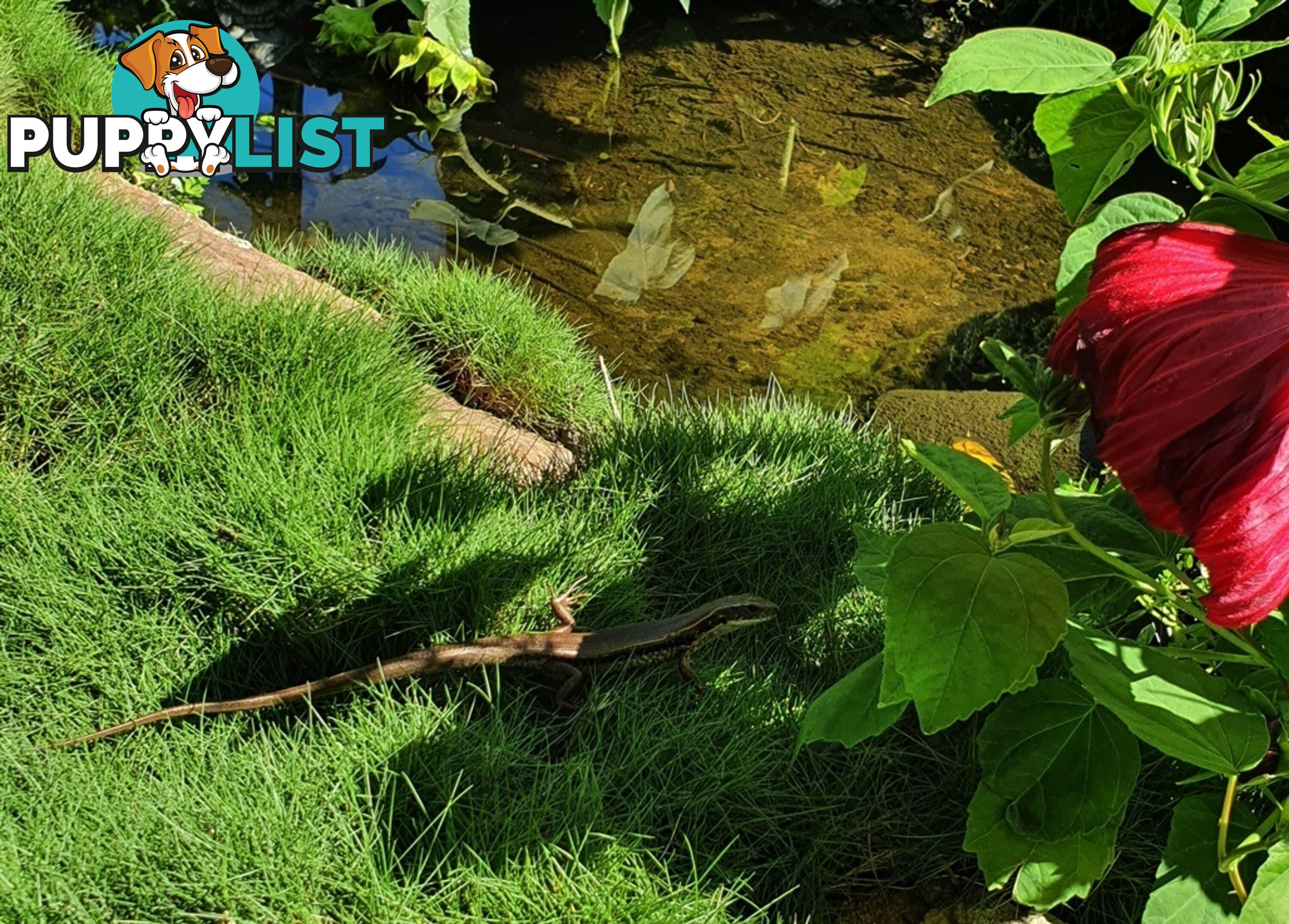 10 x 100mm Pots Zoysia Tenuifolia $89.00 (QLD Only) - Free Express Delivery