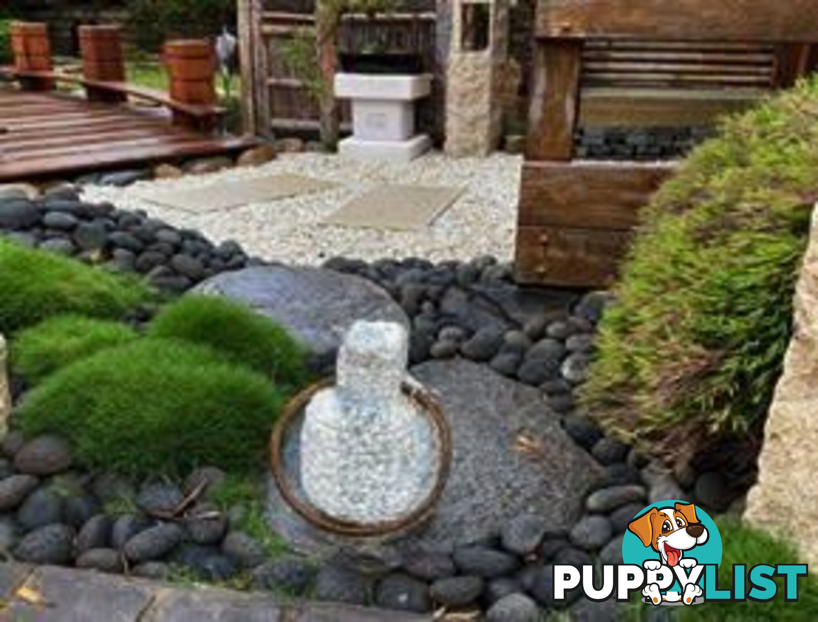 Petting Grass Special -  10 x 100mm pots - $70.00 including delivery Australia Wide