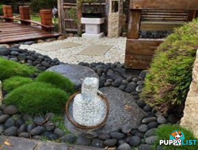 Petting Grass Special -  10 x 100mm pots - $70.00 including delivery Australia Wide