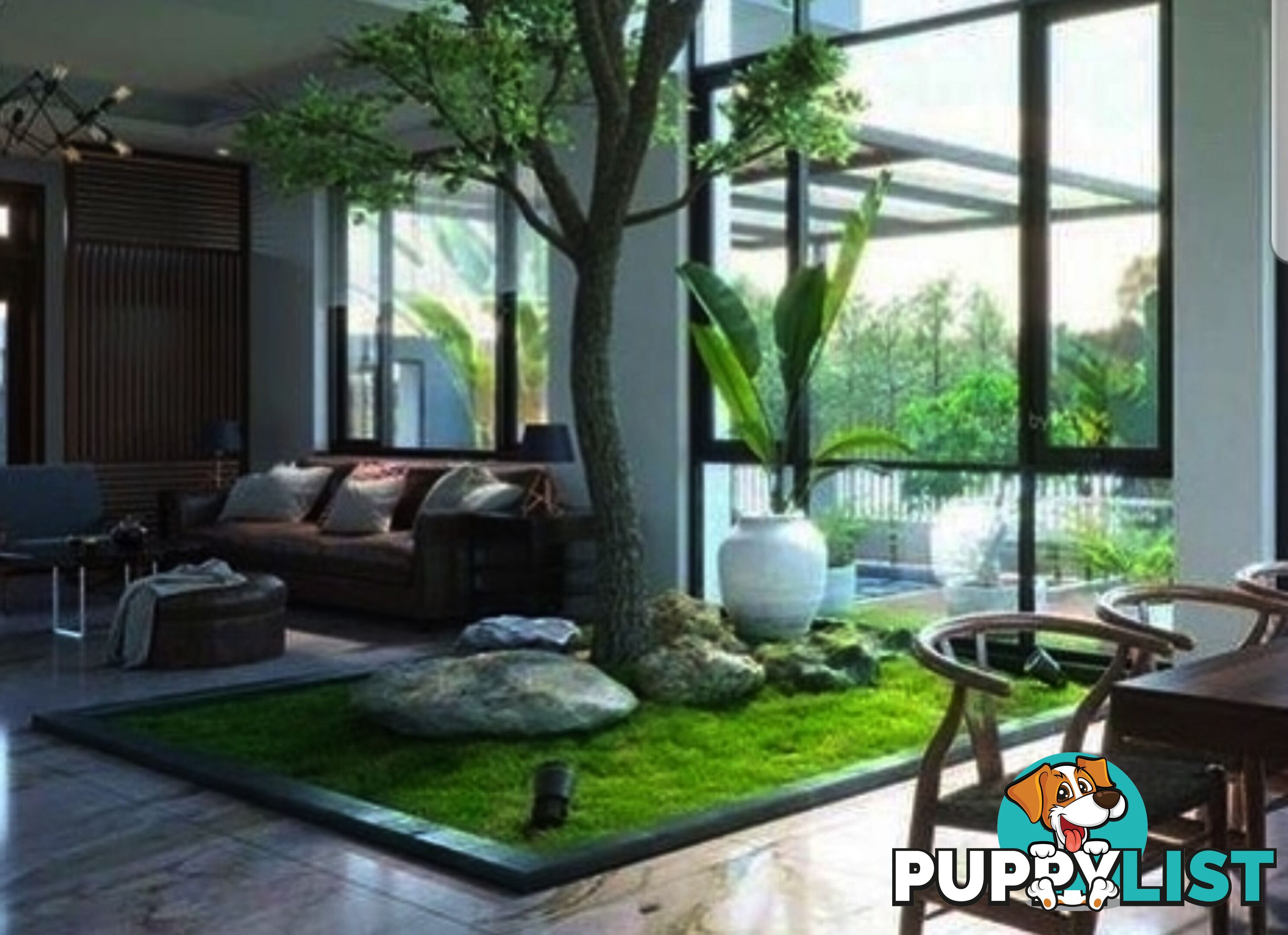 Petting Grass Special -  10 x 100mm pots - $70.00 including delivery Australia Wide