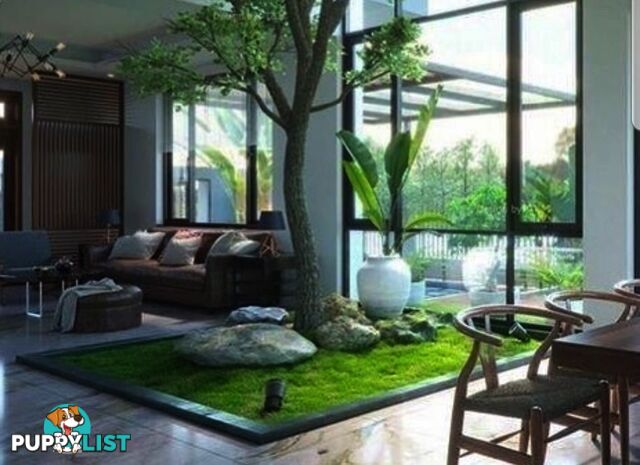 Petting Grass Special -  10 x 100mm pots - $70.00 including delivery Australia Wide