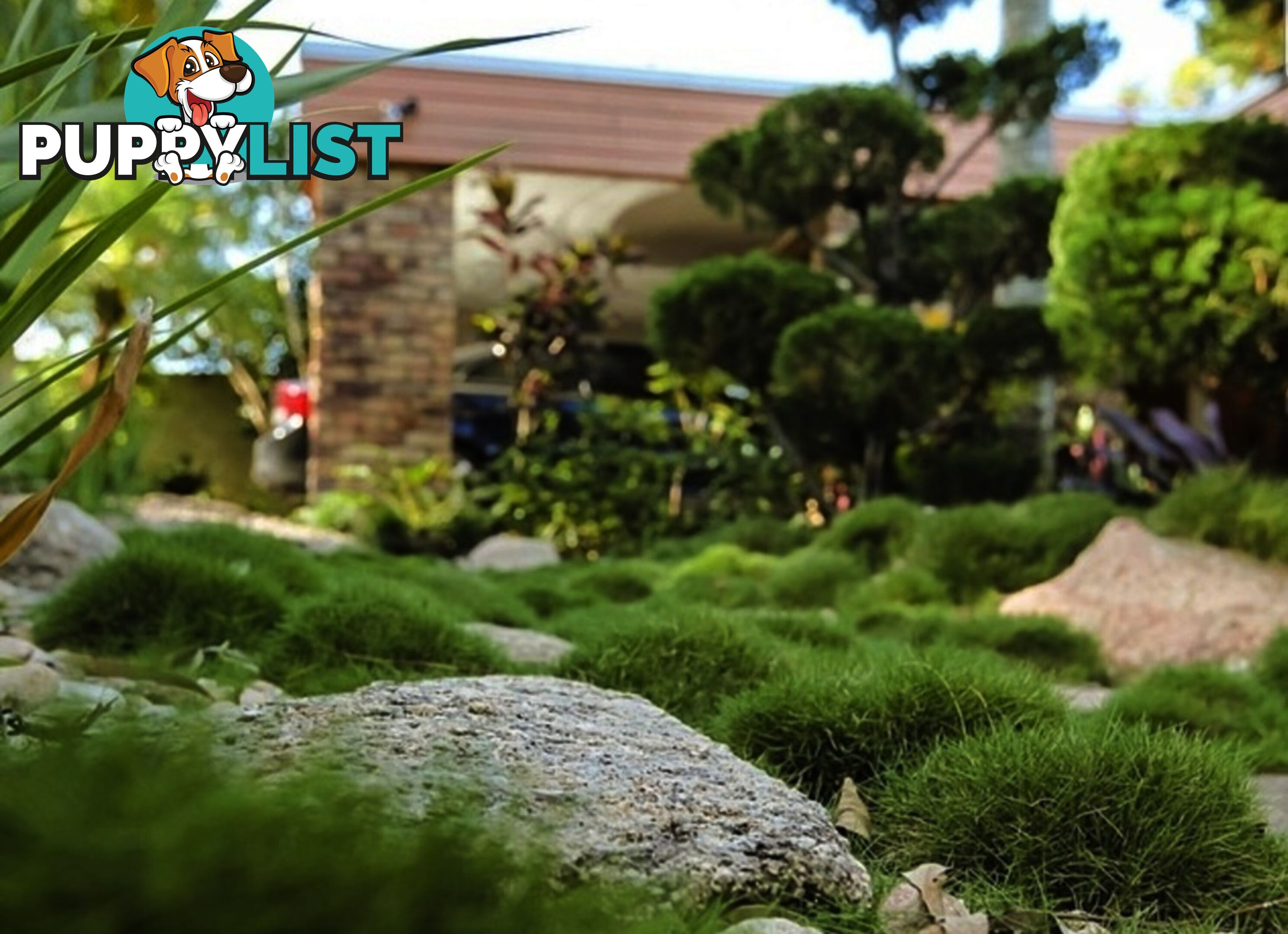 Petting Grass Special -  10 x 100mm pots - $70.00 including delivery Australia Wide
