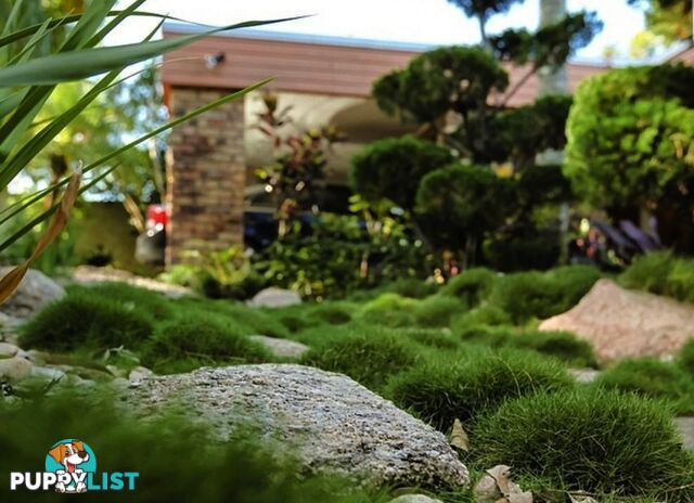 Petting Grass Special -  10 x 100mm pots - $70.00 including delivery Australia Wide