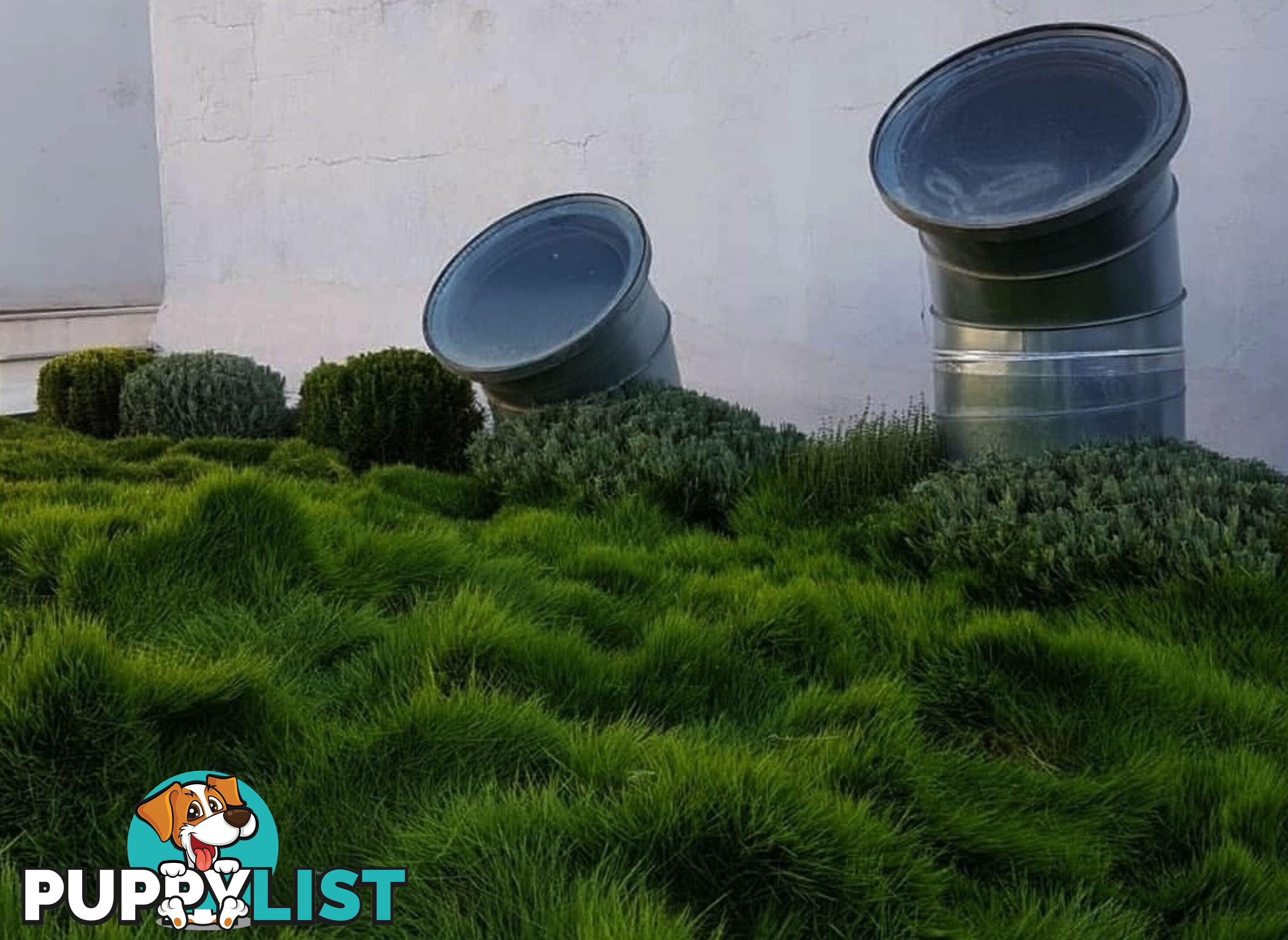 Petting Grass Special -  10 x 100mm pots - $70.00 including delivery Australia Wide