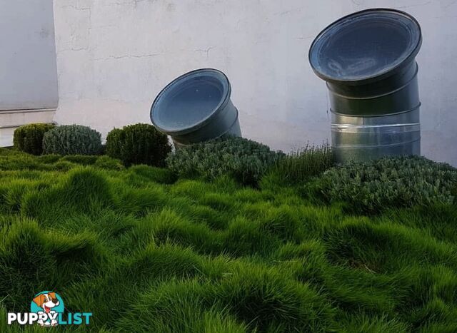 Petting Grass Special -  10 x 100mm pots - $70.00 including delivery Australia Wide