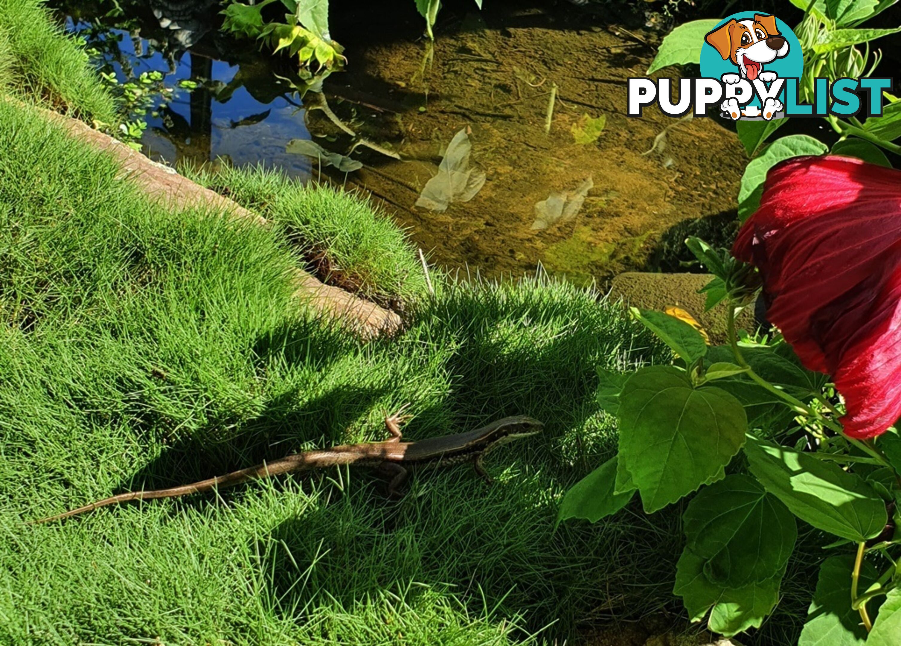 Petting Grass Special -  10 x 100mm pots - $70.00 including delivery Australia Wide