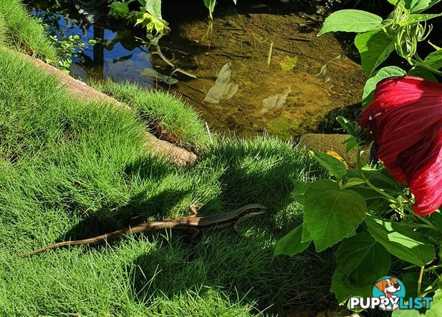 Petting Grass Special -  10 x 100mm pots - $70.00 including delivery Australia Wide