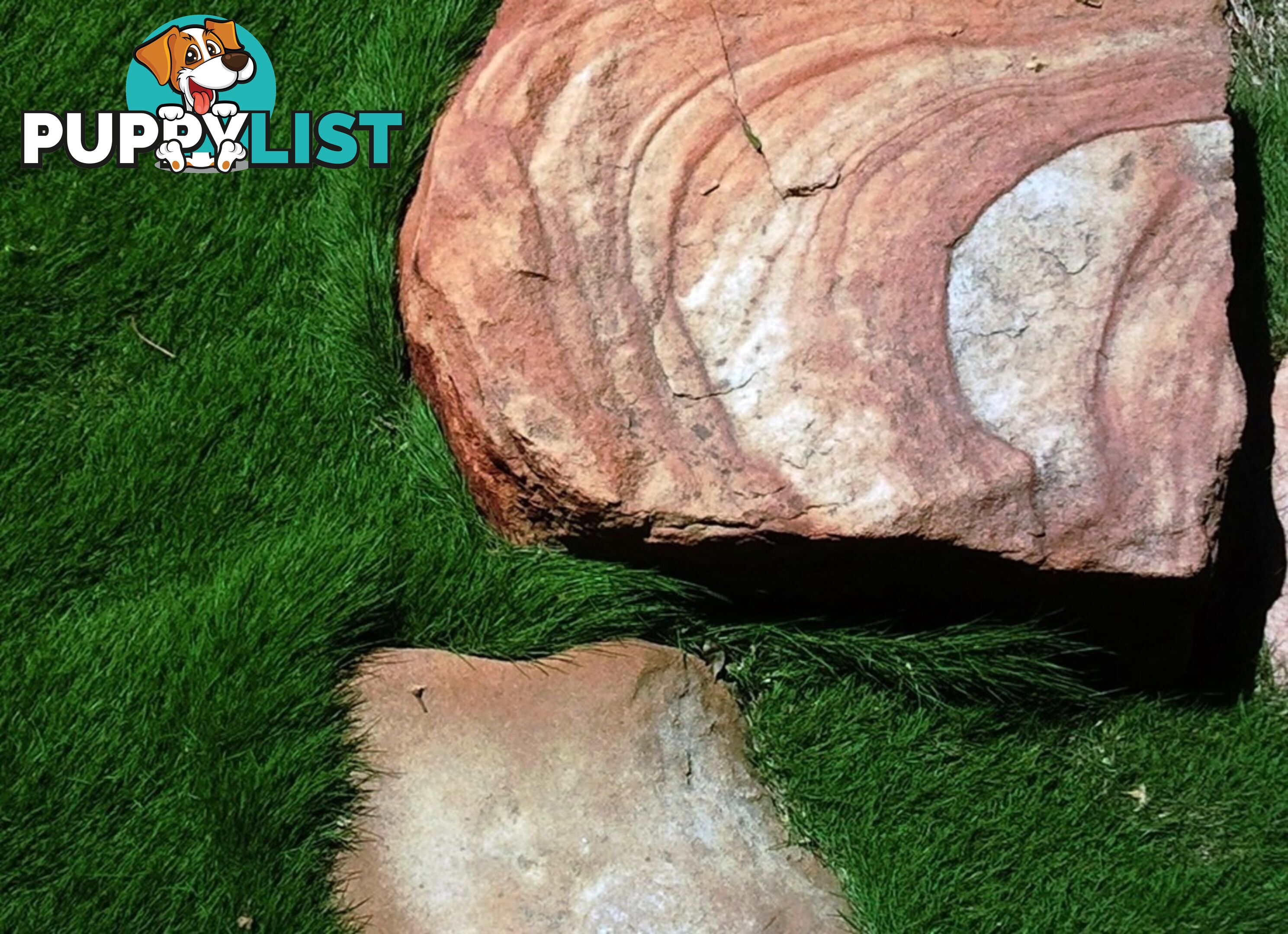 Petting Grass Special -  10 x 100mm pots - $70.00 including delivery Australia Wide