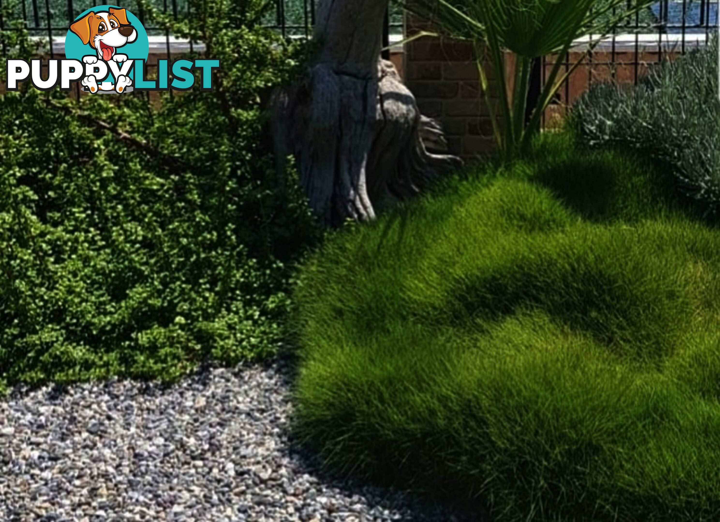 Petting Grass Special -  10 x 100mm pots - $70.00 including delivery Australia Wide