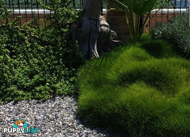 Petting Grass Special -  10 x 100mm pots - $70.00 including delivery Australia Wide