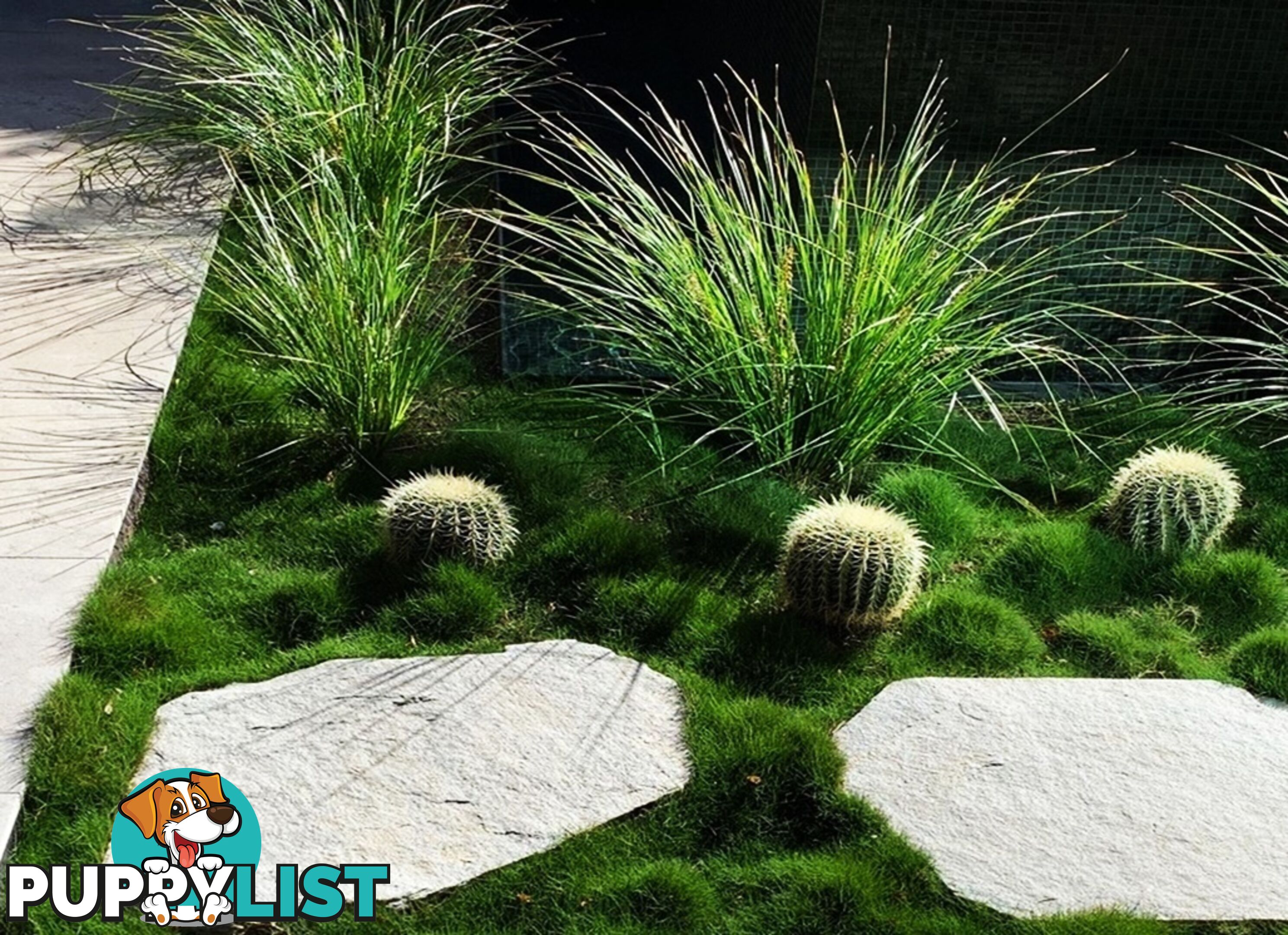 Petting Grass Special -  10 x 100mm pots - $70.00 including delivery Australia Wide