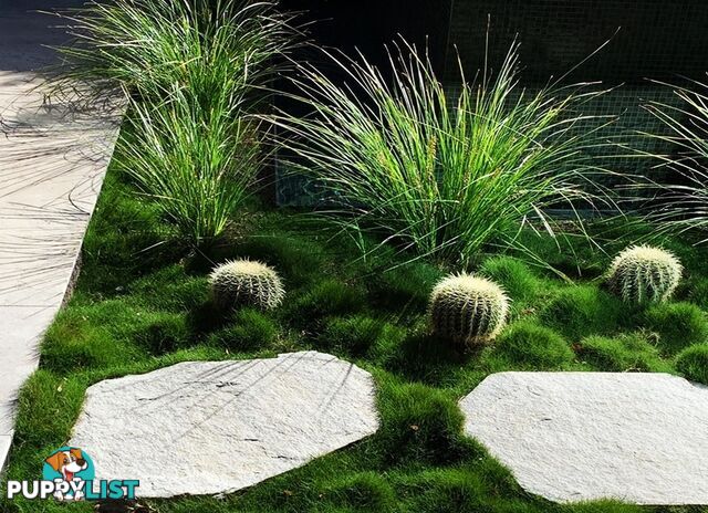 Petting Grass Special -  10 x 100mm pots - $70.00 including delivery Australia Wide
