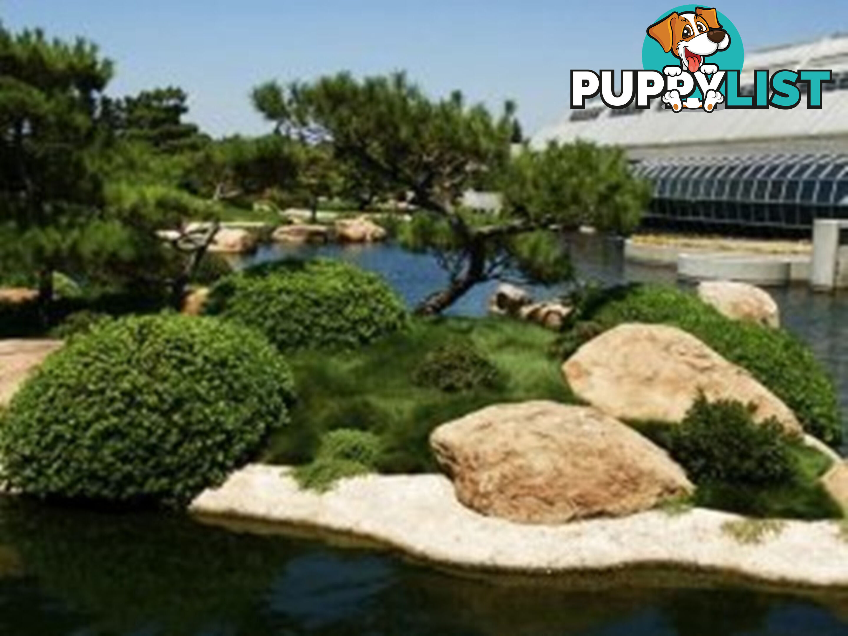 Petting Grass Special -  10 x 100mm pots - $70.00 including delivery Australia Wide