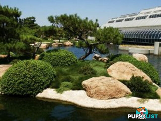 Petting Grass Special -  10 x 100mm pots - $70.00 including delivery Australia Wide