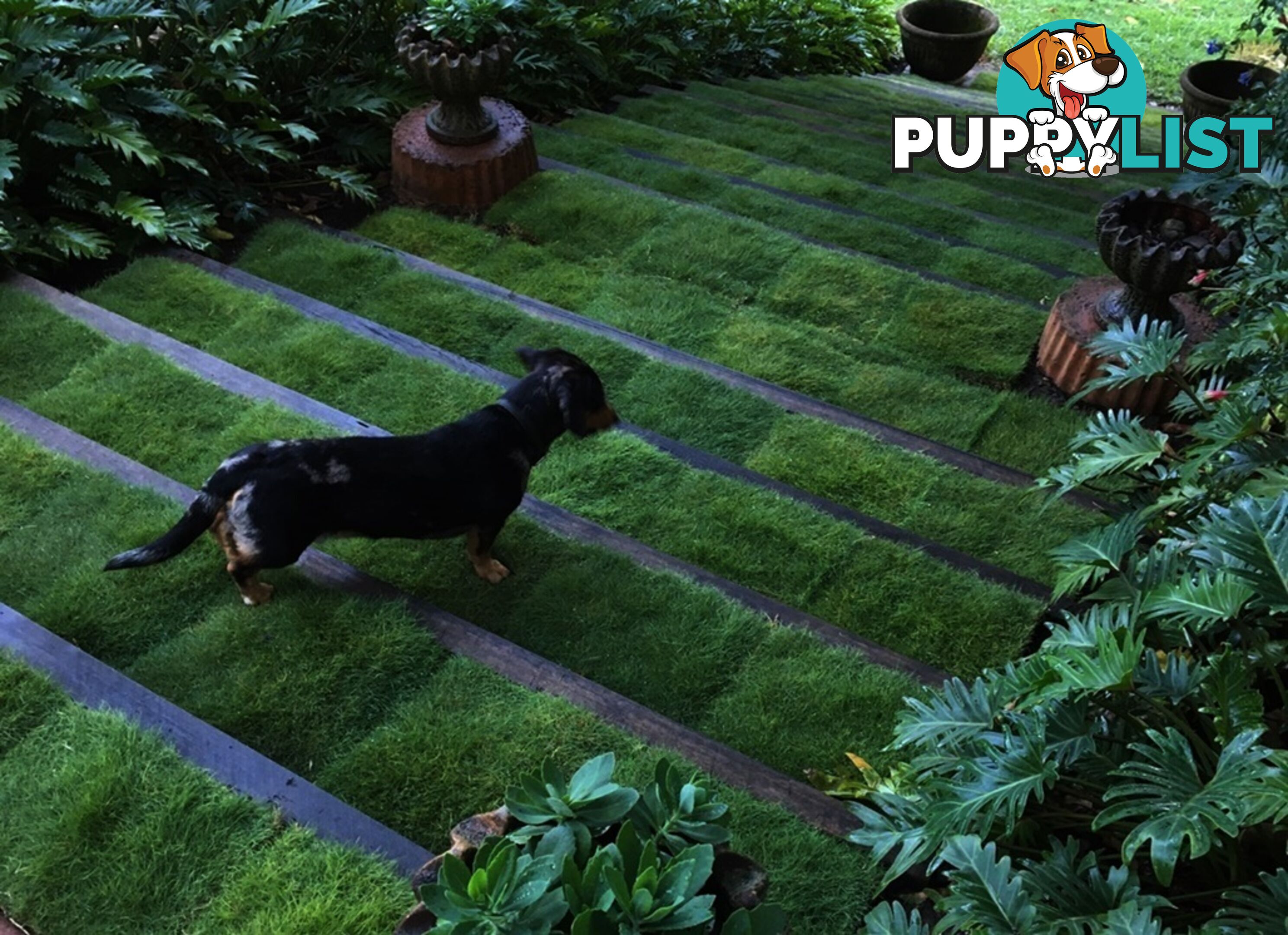 Petting Grass Special -  10 x 100mm pots - $70.00 including delivery Australia Wide