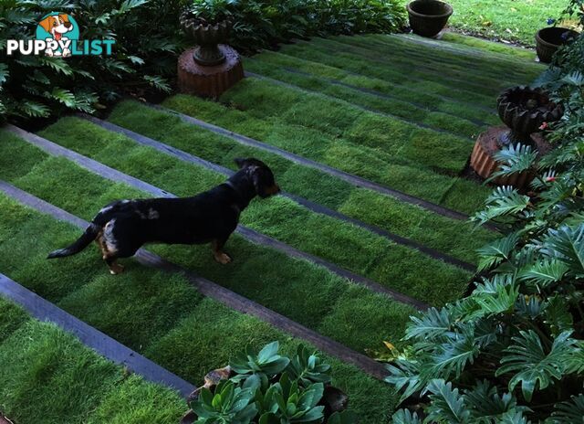 Petting Grass Special -  10 x 100mm pots - $70.00 including delivery Australia Wide