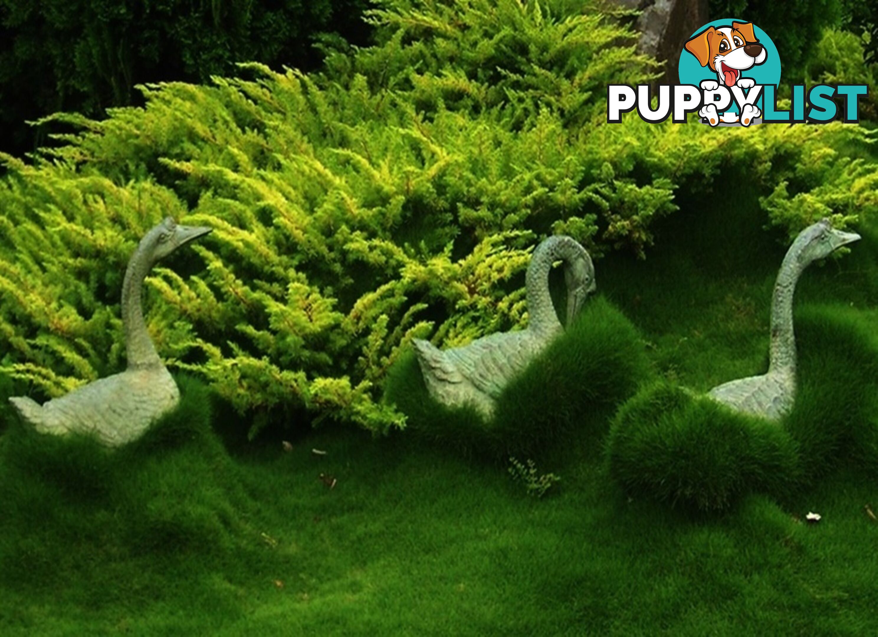 Petting Grass Special -  10 x 100mm pots - $70.00 including delivery Australia Wide